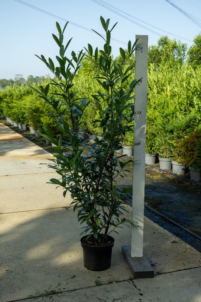 Potgekweekte Prunus Caucasica, Vaste plant, Halfschaduw, Lente, Ophalen