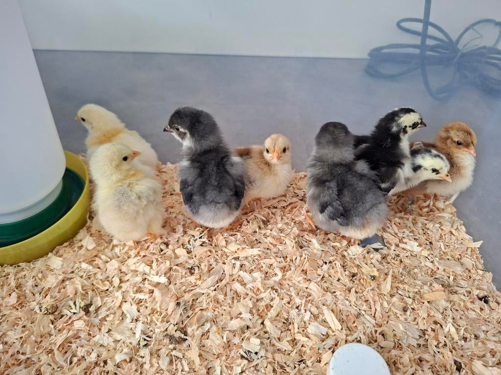 Wyandotte kriel kuikens (hen), Dieren en Toebehoren, Pluimvee, Kip, Vrouwelijk