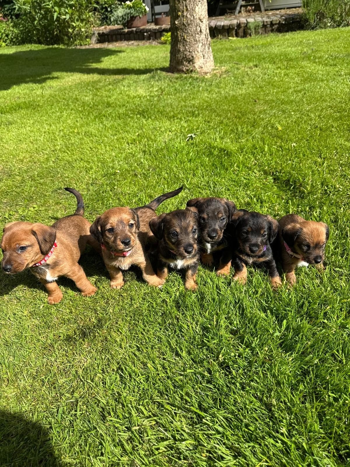 Jack russell x ruwharige dwerg teckel pups, Dieren en Toebehoren, Honden | Jack Russells en Terriërs, Jack Russell Terriër, 8 tot 15 weken