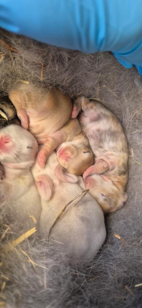 Baby konijntjes
