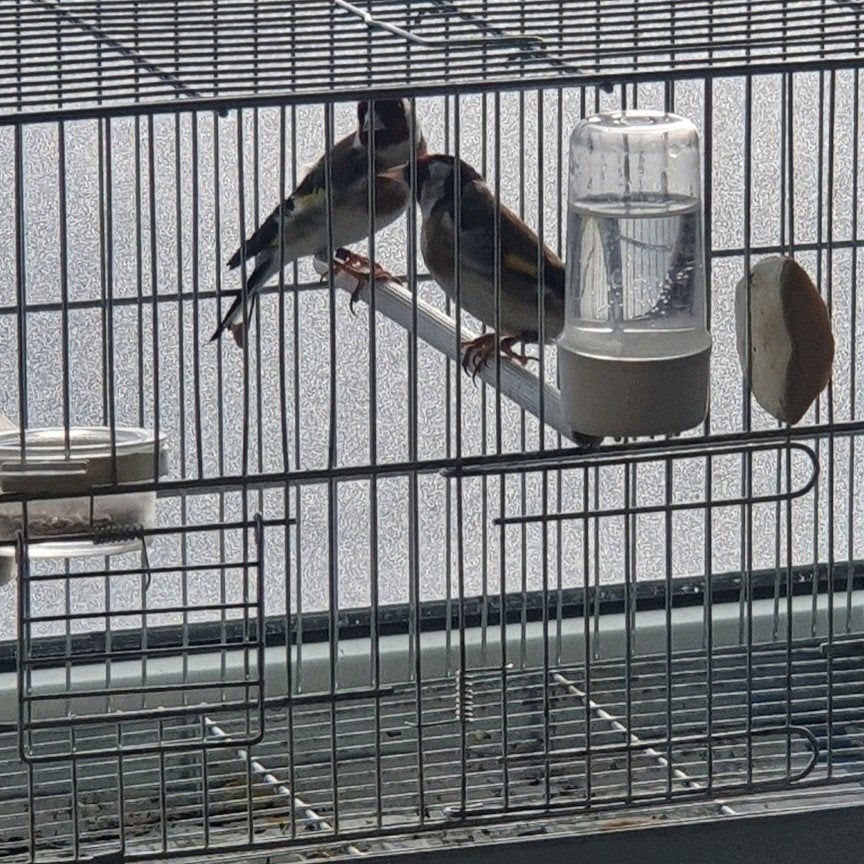 parva putters koppel 2025, Dieren en Toebehoren, Meerdere dieren