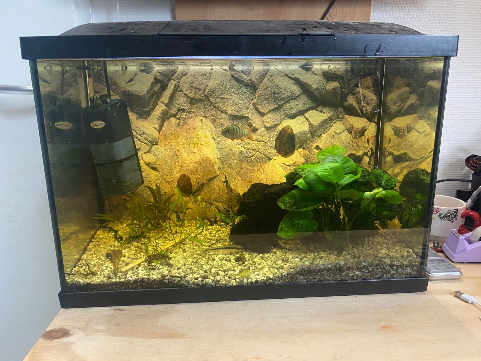 Aquarium, Ophalen, Inclusief planten, Zo goed als nieuw, Gevuld zoetwateraquarium