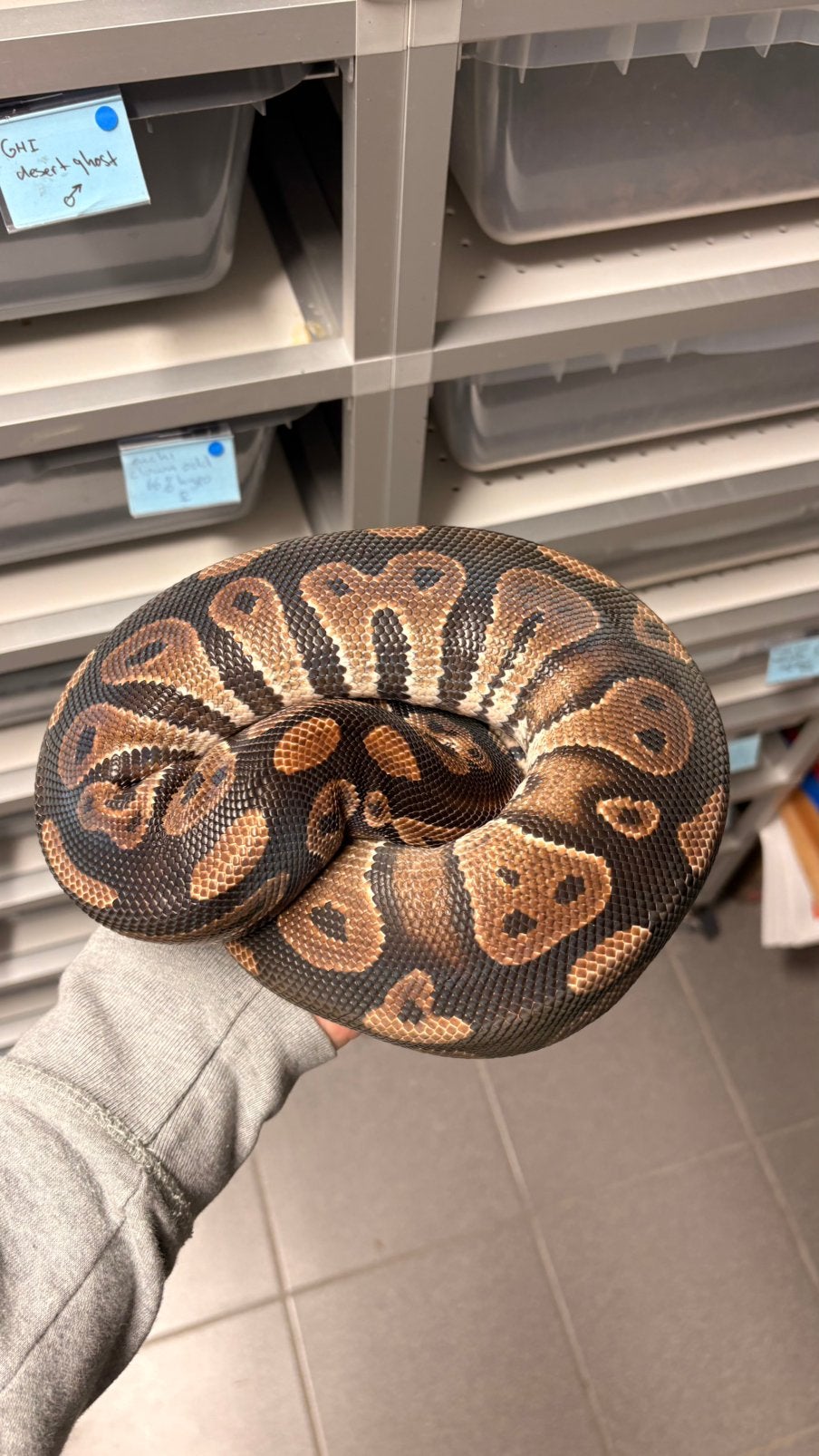 Black head 100% het desert ghost ball python Ball Python photo 2
