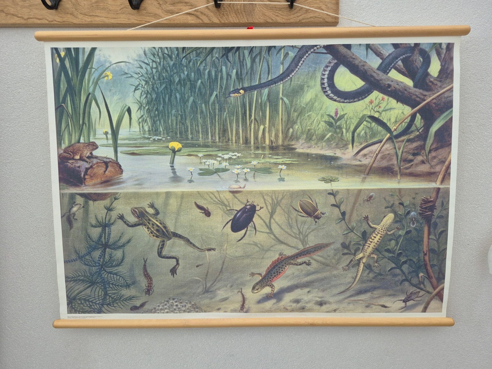 Vintage schoolplaat vijverleven - 102x69 cm, Ophalen