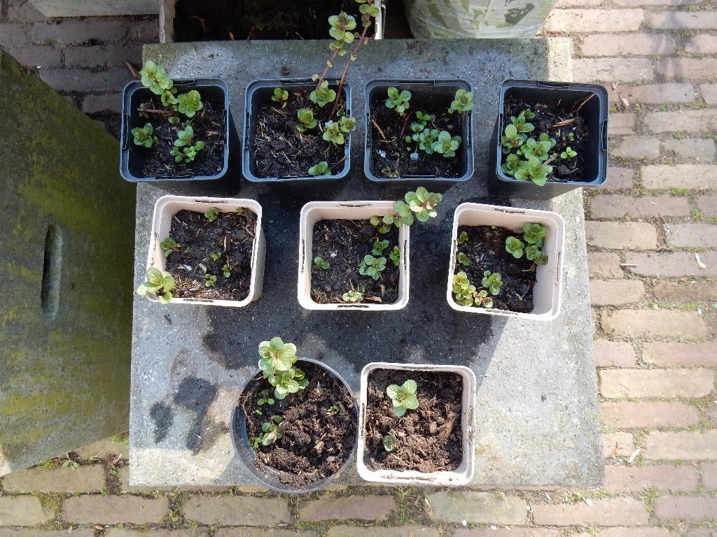 CHOCOLADE MUNT, Ophalen, Volle zon, Vaste plant, Kruiden