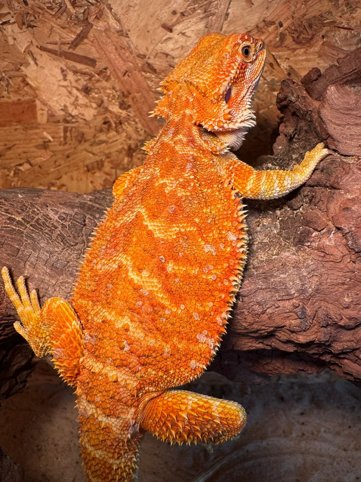 Mooi gekleurde baardagaam vrouw Bearded Dragon photo 3