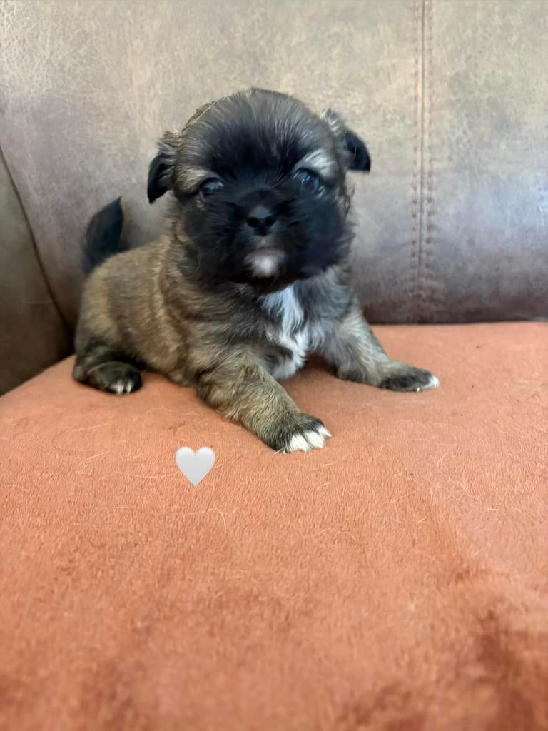 Lieve pup peekingees opzoek naar een goud mandje, Parvo, 8 tot 15 weken, Meerdere, Meerdere dieren