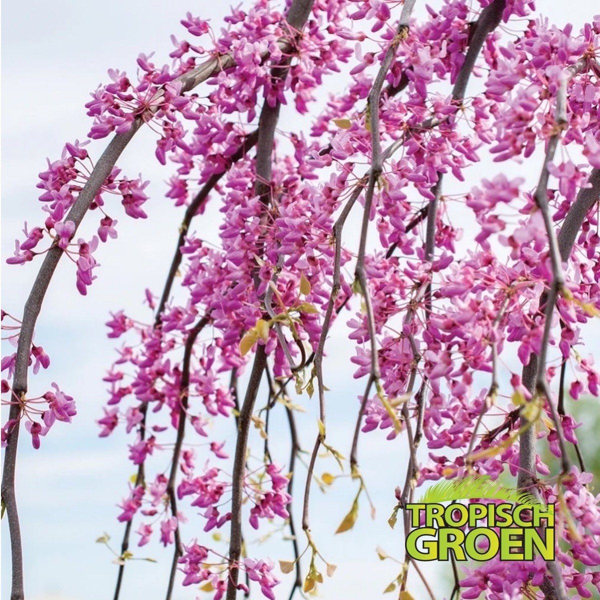 Cercis canadensis Golden Falls / Judasboom / nieuw ‼️, Treurboom, Lente, 100 tot 250 cm, Ophalen