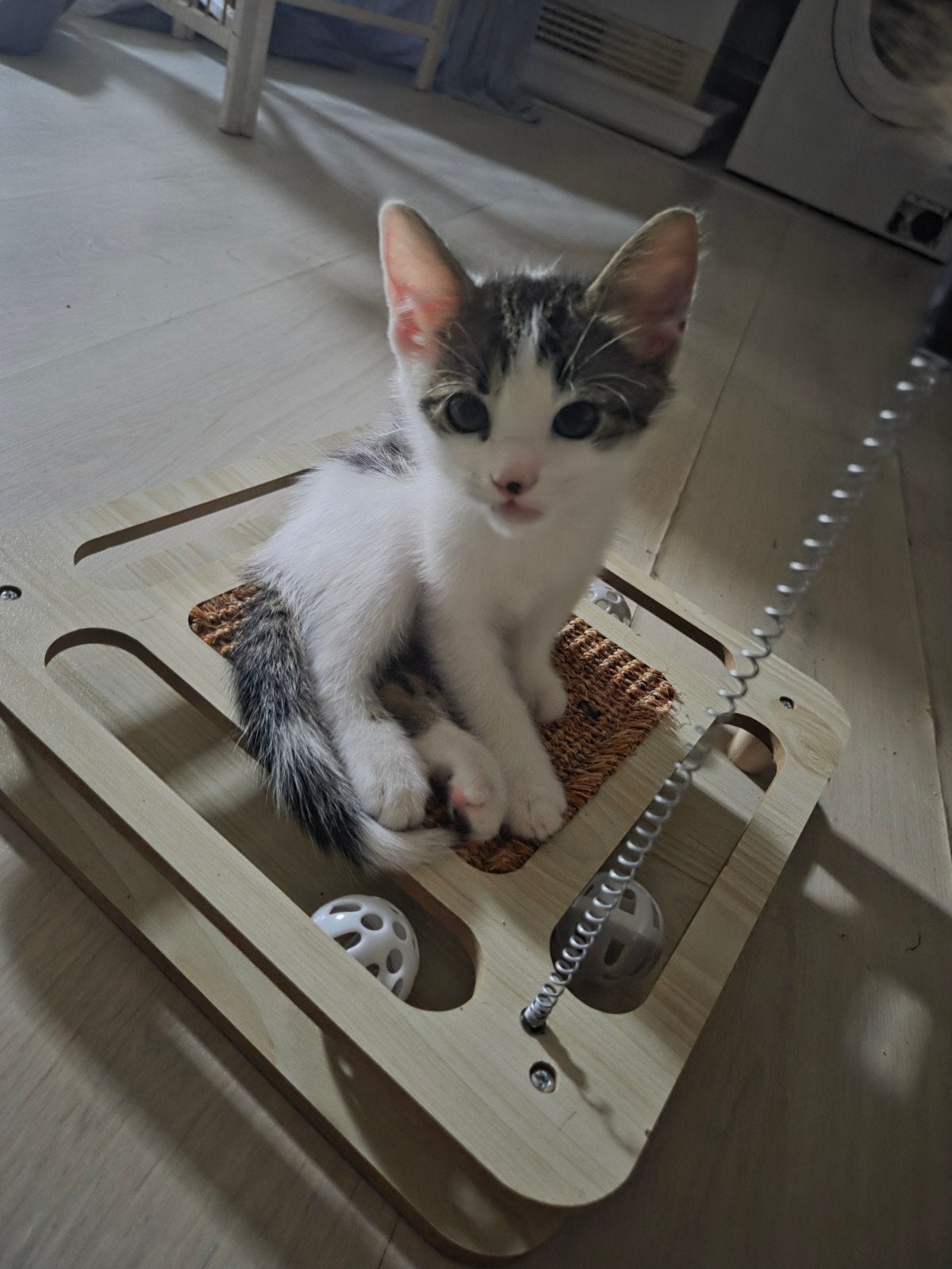 Cypress kittens, Meerdere dieren, Kortharig, 0 tot 2 jaar