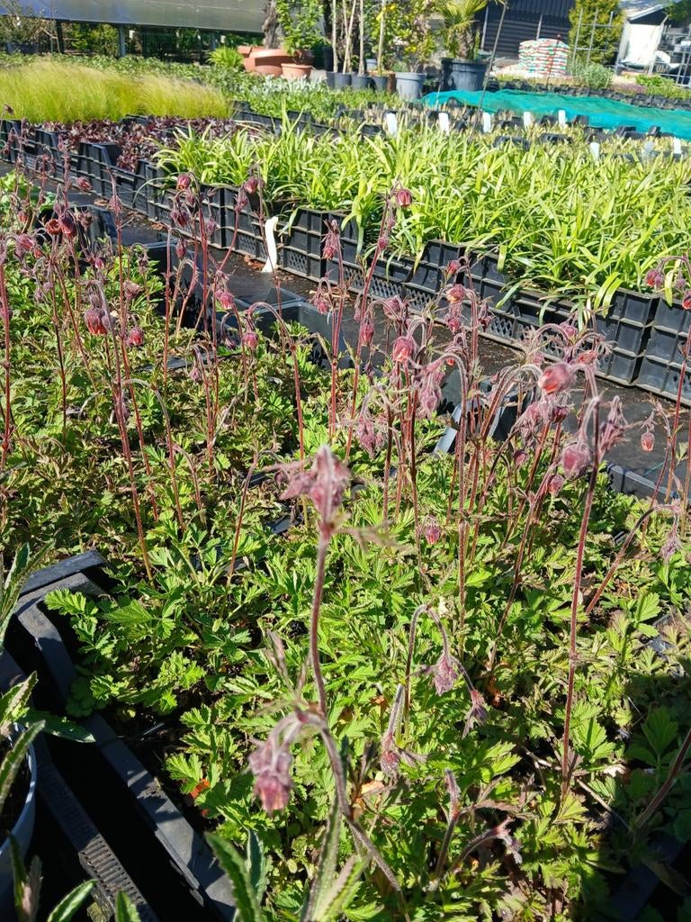 Geum Rivalen - Knikkend Nagelkruid voor uw tuin, Ophalen of Verzenden, Overige soorten, Halfschaduw