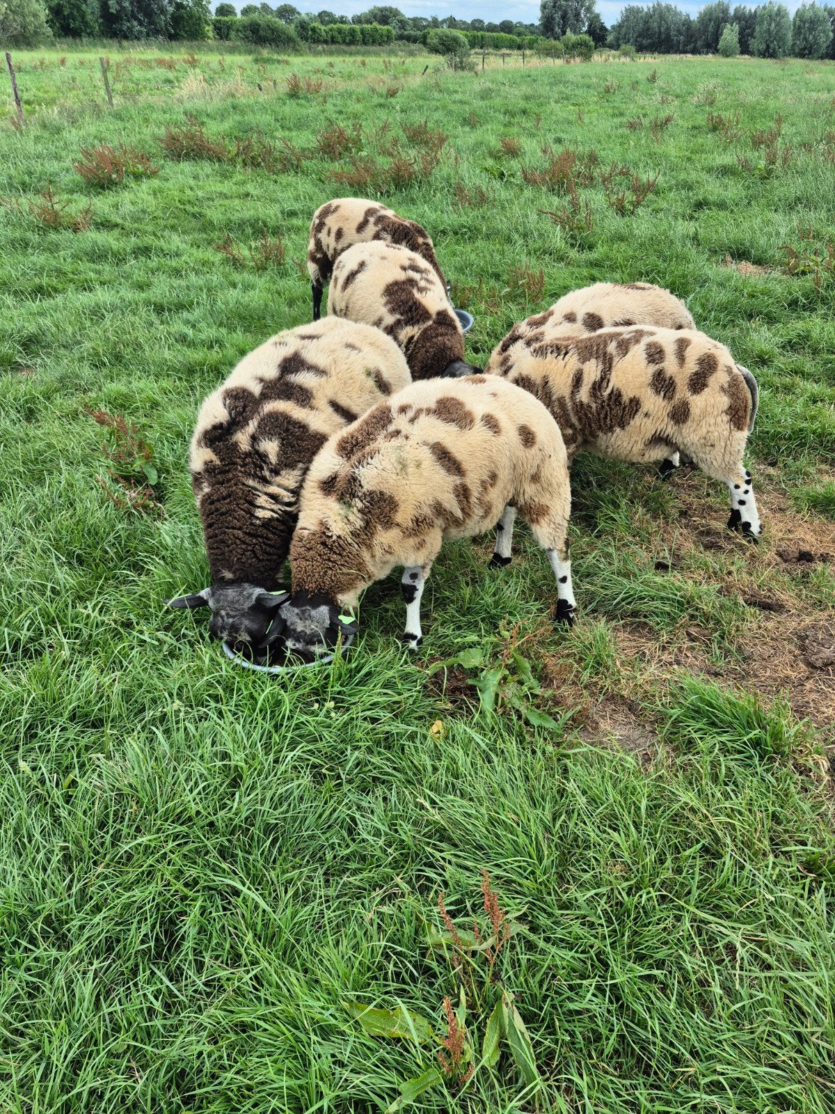 Bonte rammen, Dieren en Toebehoren, Schapen, Geiten en Varkens, Mannelijk, Schaap