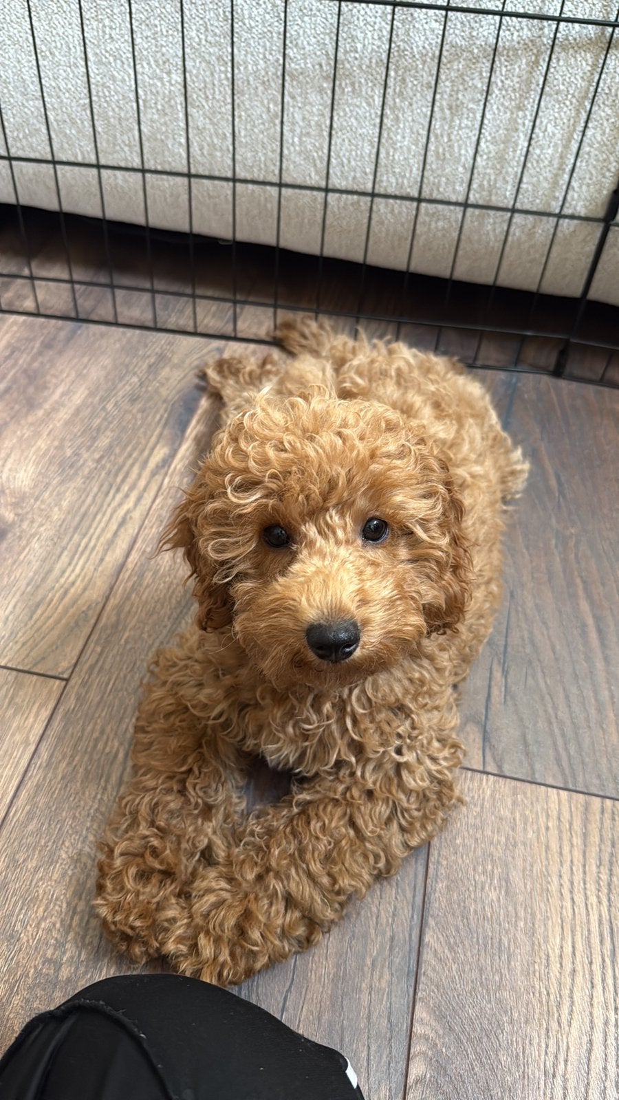 Toy poedel rue, Dieren en Toebehoren, Poedel, Parvo, Reu, 8 tot 15 weken