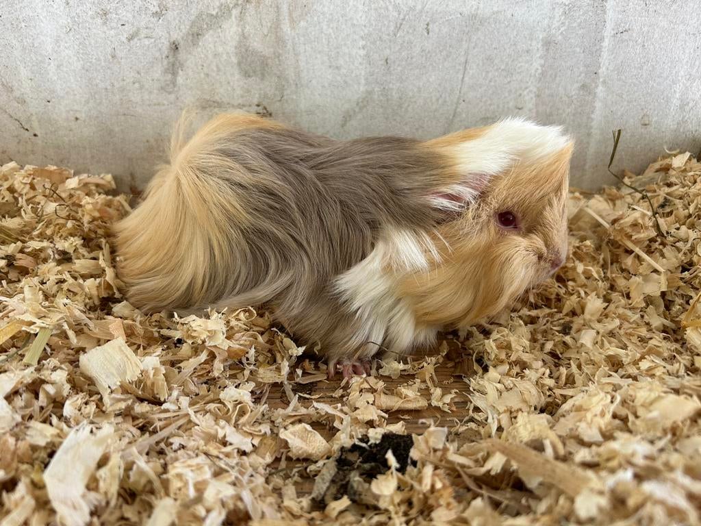 Te koop peruvian beertjes, Dieren en Toebehoren, Maart, Mannelijk, Cavia