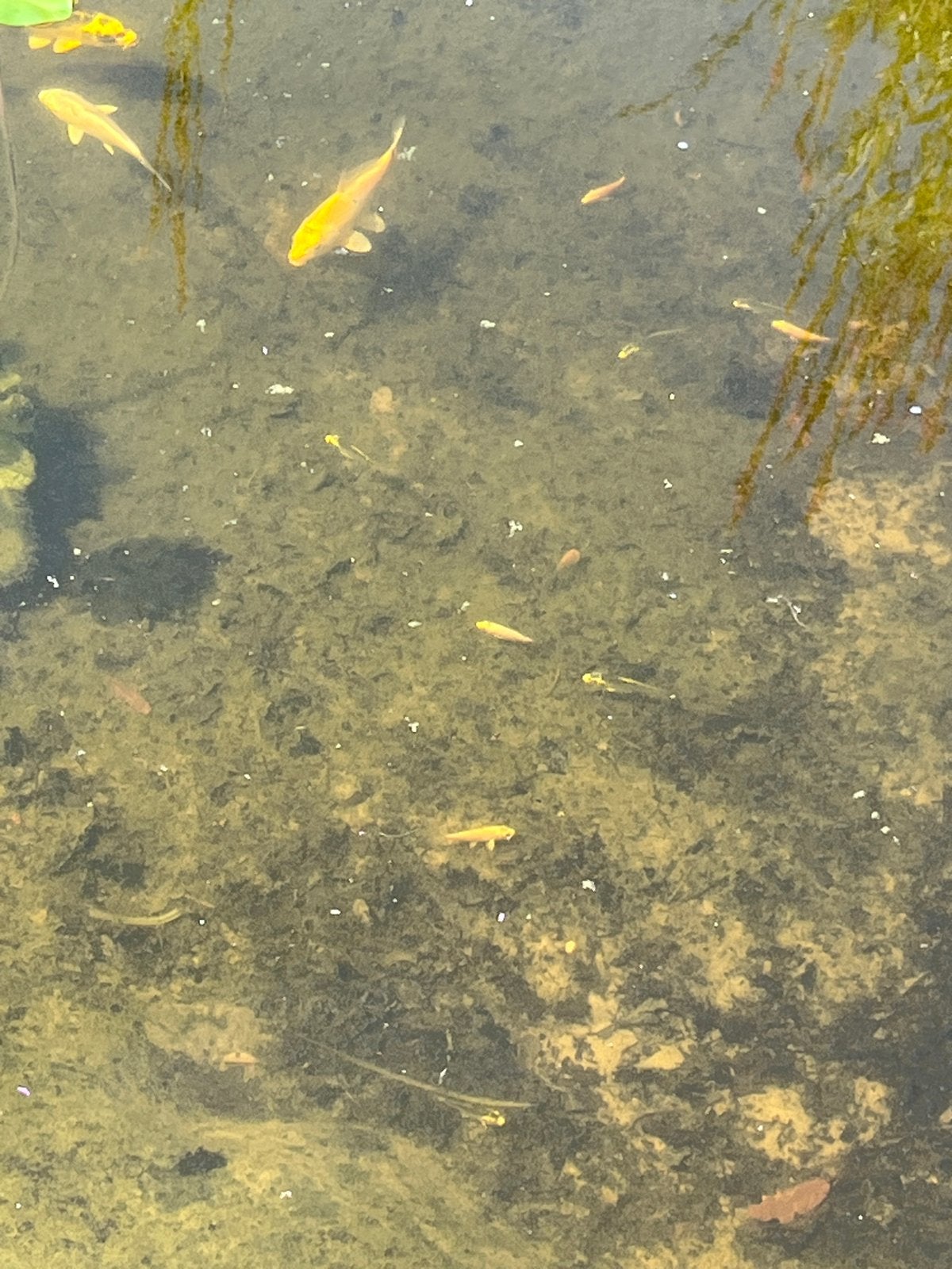 Jonge ghost koi te koop. Geel/wit en zwart/geel, Karper of Koi