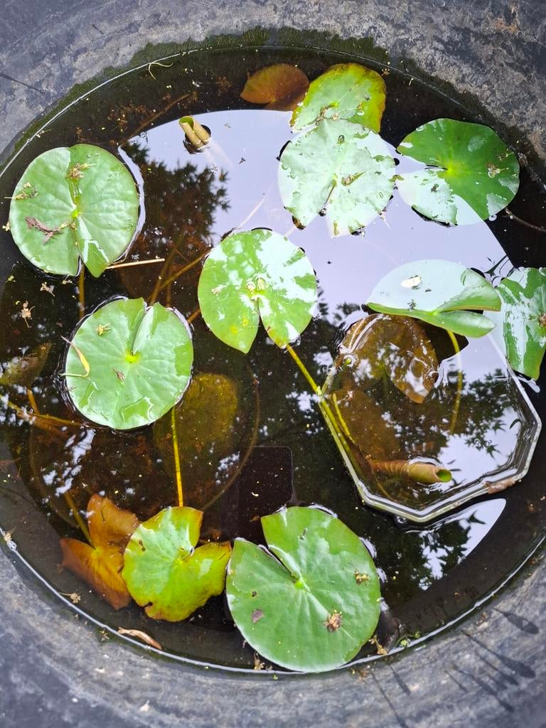 Waterlelie, geel, Ophalen, Volle zon, Vaste plant, Zomer