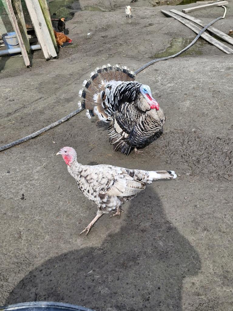 Kalkoenen, Meerdere dieren, Kalkoen