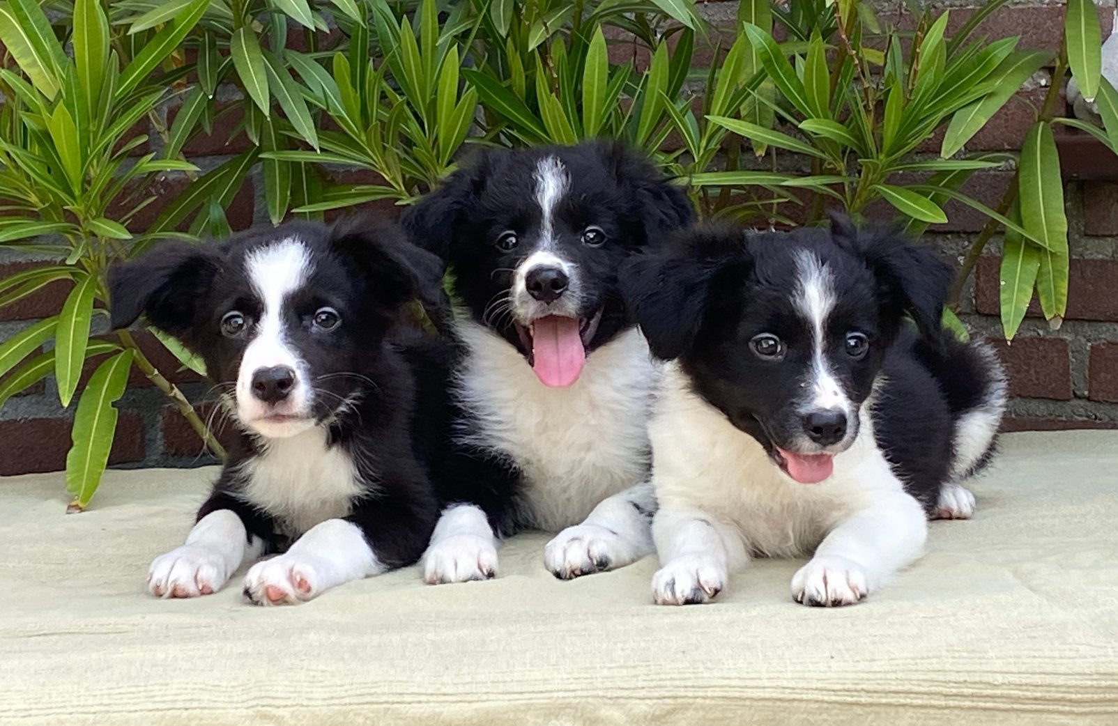 Prachtige BORDER COLLIE x FRIESE STABIJ pups, Parvo, Nederland, 8 tot 15 weken, Meerdere