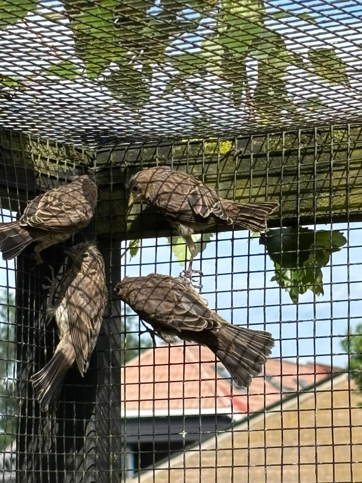 4 Jonge Mexicaanse Roodmussen, Meerdere dieren