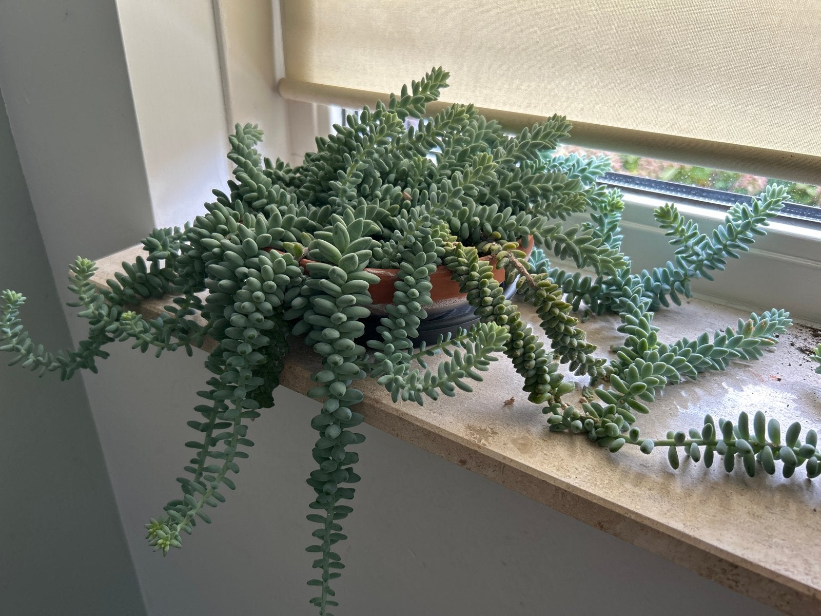 Vetplant Sedum Burrito - Ezelstaart, Volle zon, Vaste plant, Bloeit niet, Ophalen