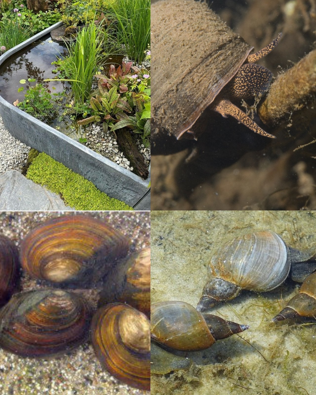 Gezocht volwassen slakken voor vijver, Tuin en Terras, Vijvers, Ophalen of Verzenden, Nieuw