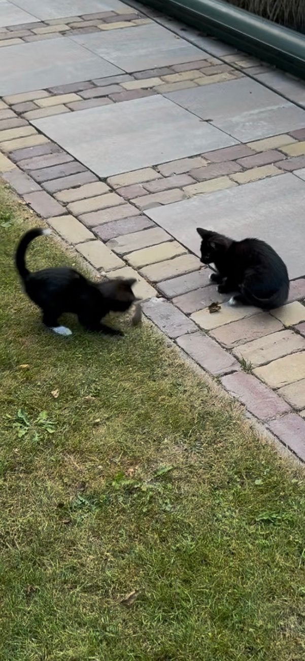 Beetje schuw zwart poesje, Poes, Kortharig, 0 tot 2 jaar