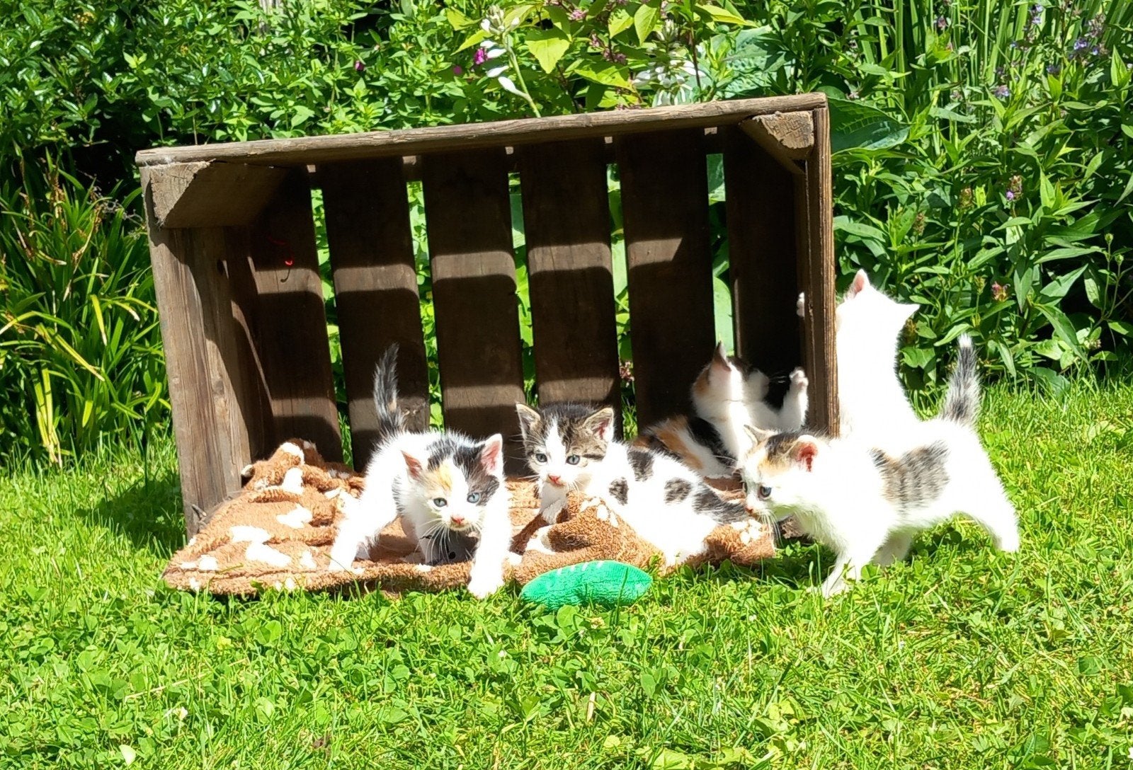 5 lieve, tamme jonge poesjes / kittens / lapjeskat, Meerdere dieren, Kortharig, 0 tot 2 jaar