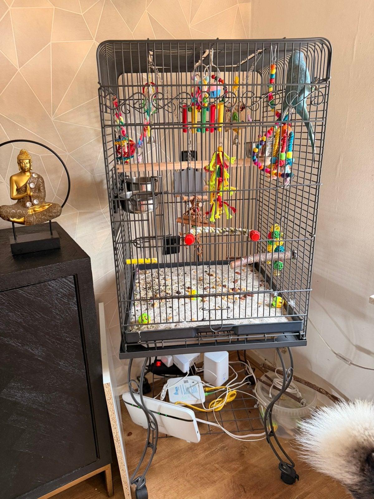 Halsbandparkiet met kooi, Ophalen of Verzenden, Metaal, Vogelkooi