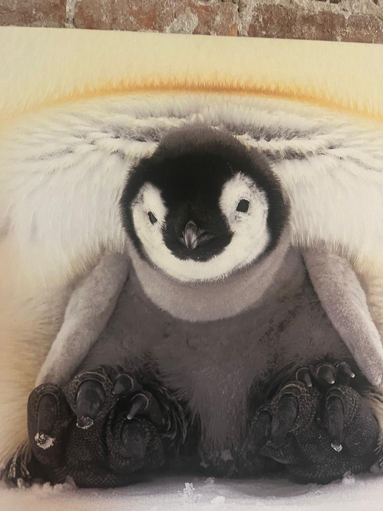 Canvas schilderij: Schattige Pinguïn Baby - Rob Reijnen, Ophalen of Verzenden