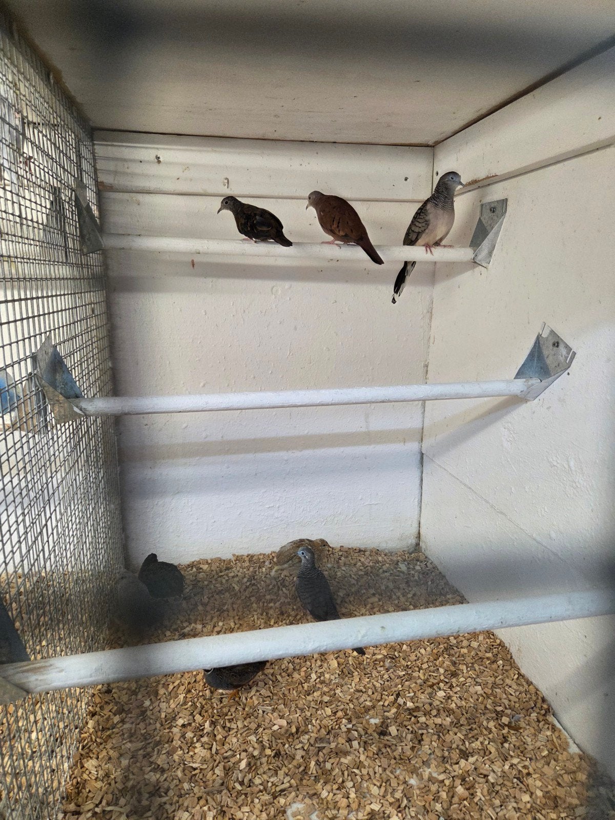 vredes duifjes, Dieren en Toebehoren, Meerdere dieren, Overige soorten