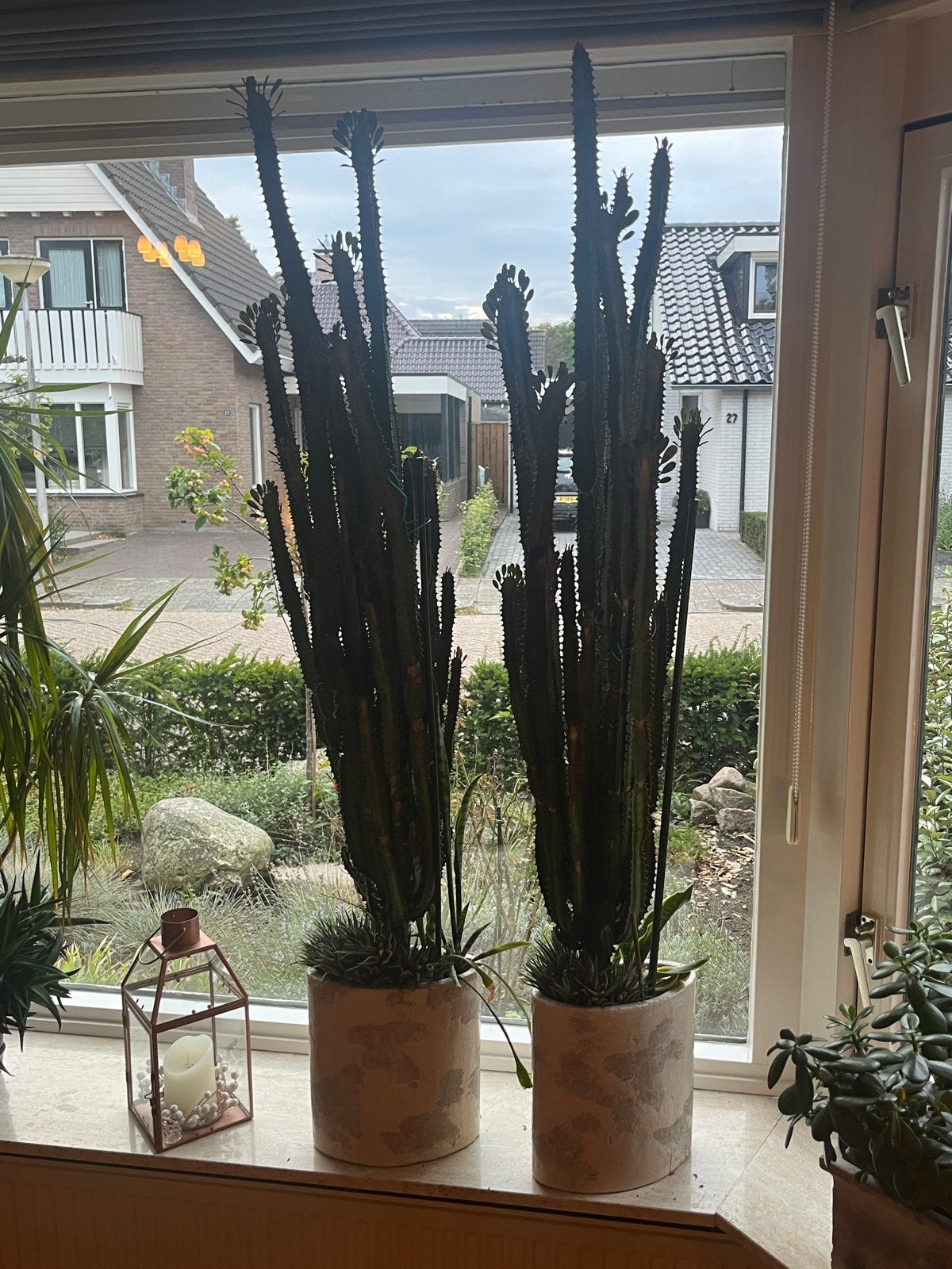 Grote Euphorbia Ingens Cactus (2 stuks), Huis en Inrichting, 200 cm of meer, Ophalen of Verzenden, In pot, Cactus