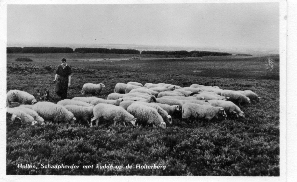 Holten  Schapen, Ophalen of Verzenden, 1940 tot 1960, Gelopen, Overijssel