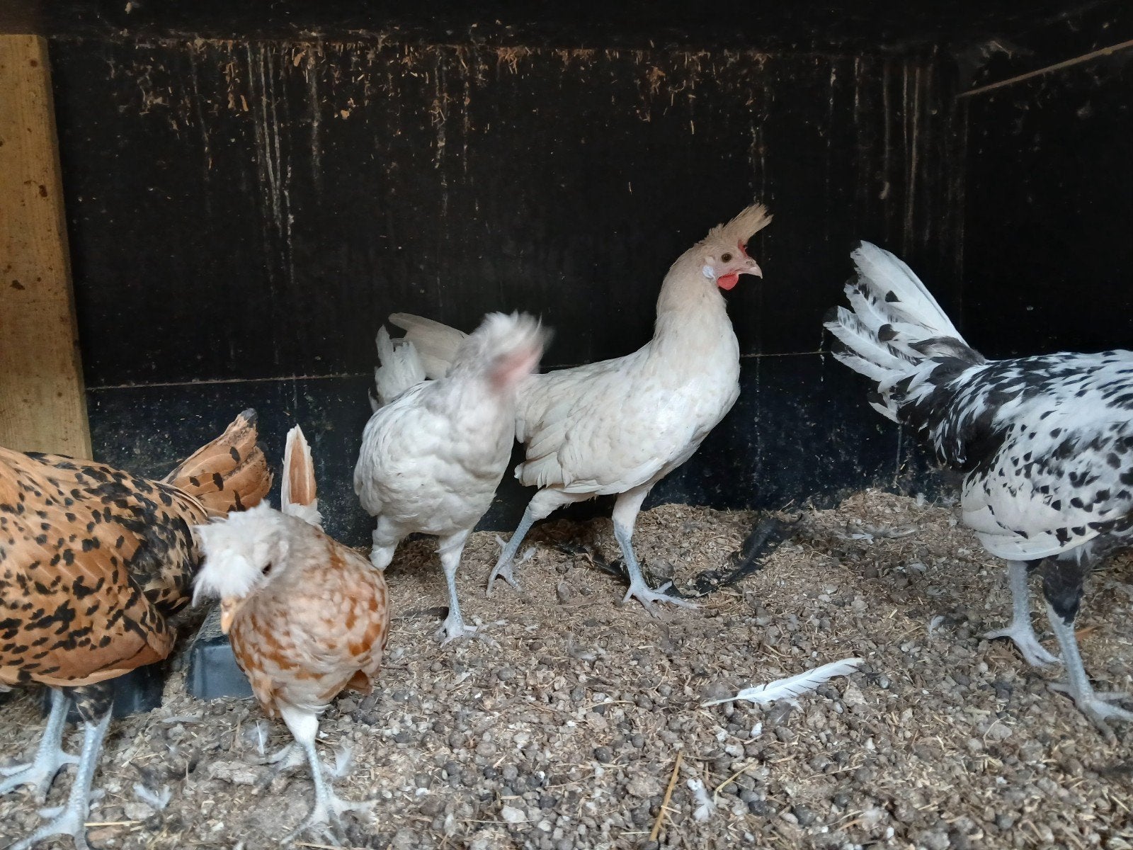 Jonge Appenzeller Spitskuiven div kleuren, Dieren en Toebehoren, Pluimvee, Meerdere dieren, Kip