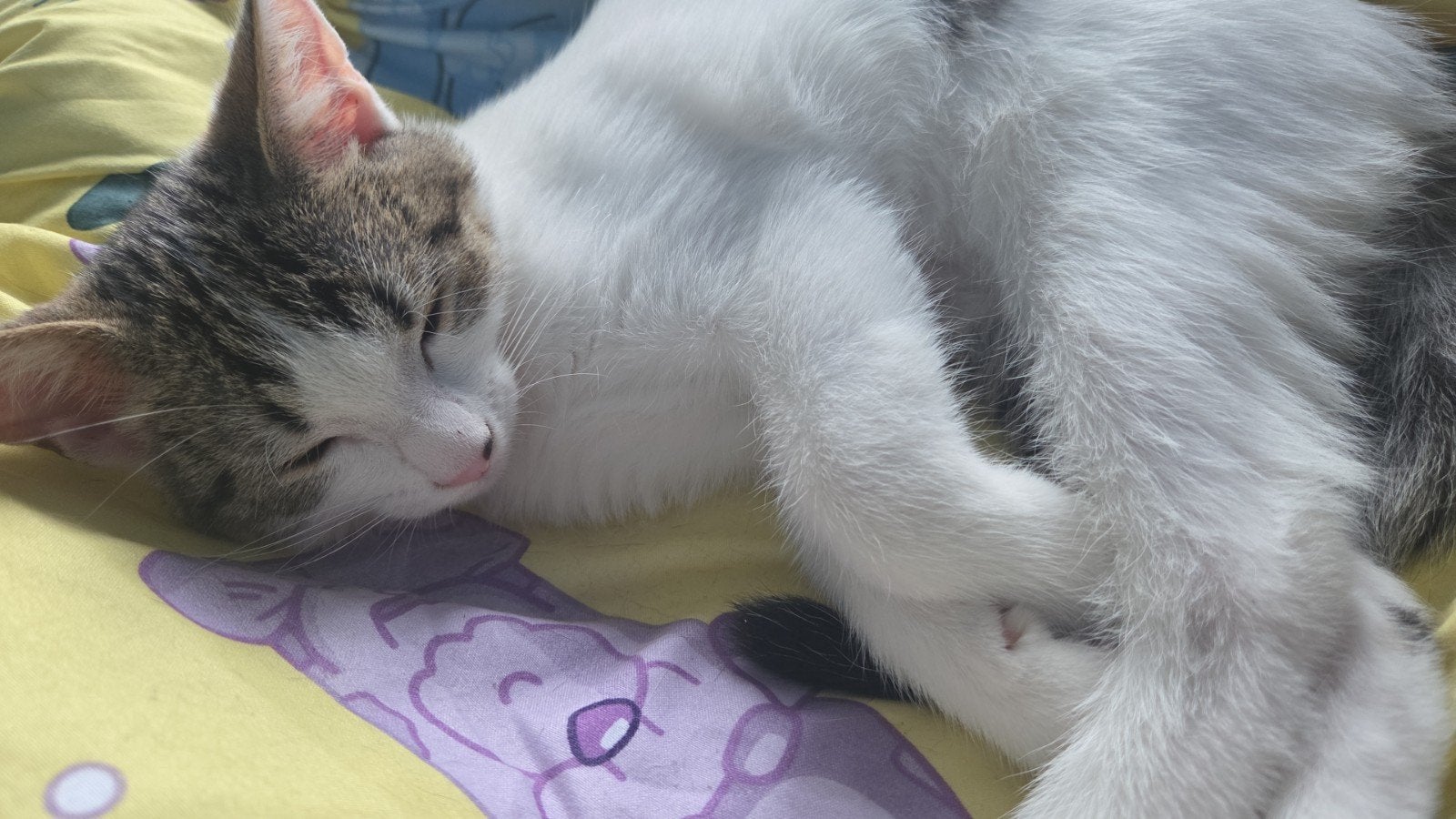 2 kittens, mogen alleen samen weg!, Dieren en Toebehoren, Meerdere dieren, 0 tot 2 jaar