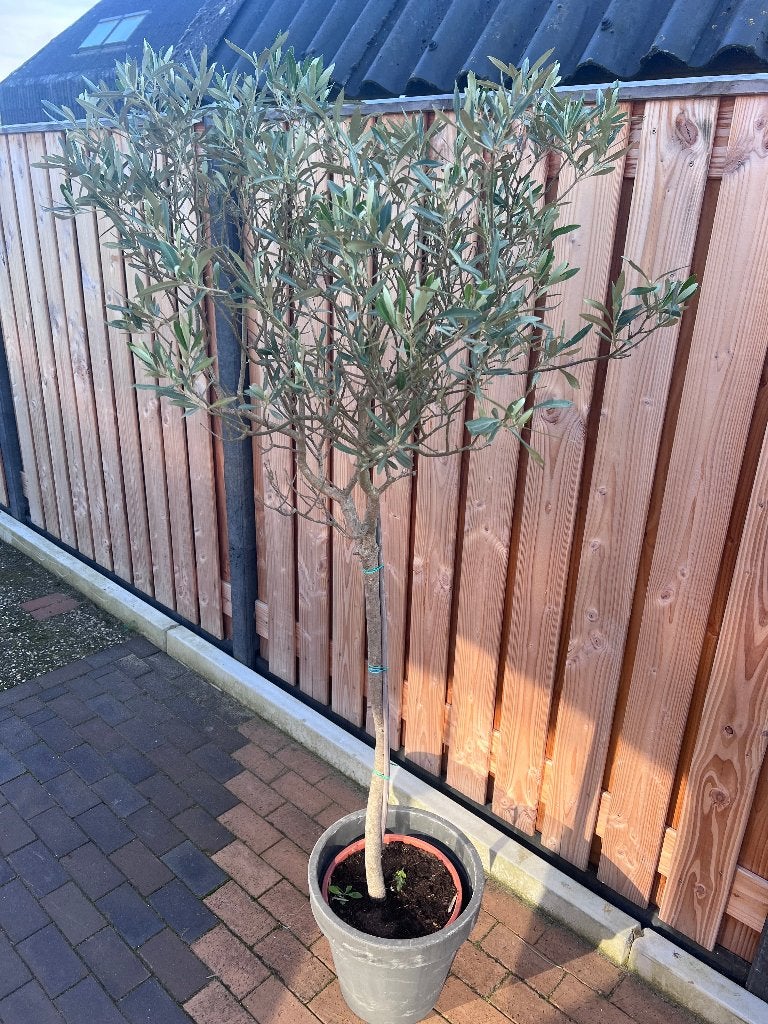 Olijfboom Elst (U)  ong 180 Hoog, Tuin en Terras, Ophalen, Vaste plant, Overige soorten, Volle zon