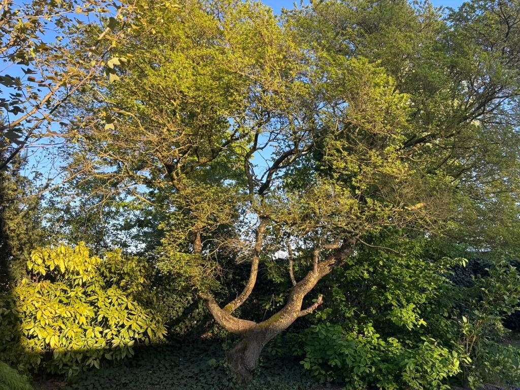 Grote Chinese iep/Ulmus Parvifolia, Volle zon, Bloeit niet, 250 tot 400 cm, Overige soorten