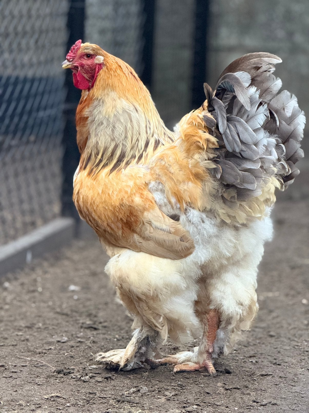 Brahma groothoender hanen, Dieren en Toebehoren, Mannelijk, Kip