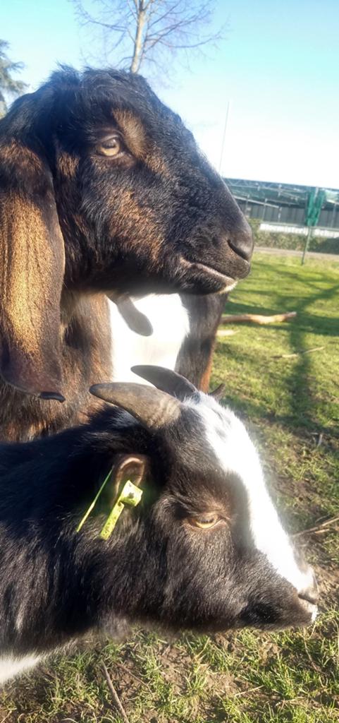 Lieve gecastreerde dwerggeitbok zoekt nieuw thuis, Dieren en Toebehoren, Schapen, Geiten en Varkens, Mannelijk, Geit