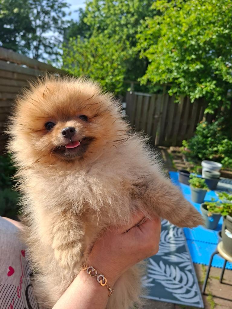Pomeriaan pup meisje, super mooi., Dieren en Toebehoren, Keeshond, Teef, Eén hond, Nederland