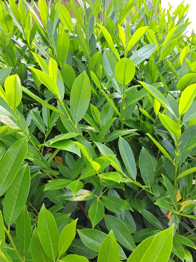 25 grote brede Laurier 125-150 cm € 300, Ophalen of Verzenden, Laurier, Haag, 100 tot 250 cm