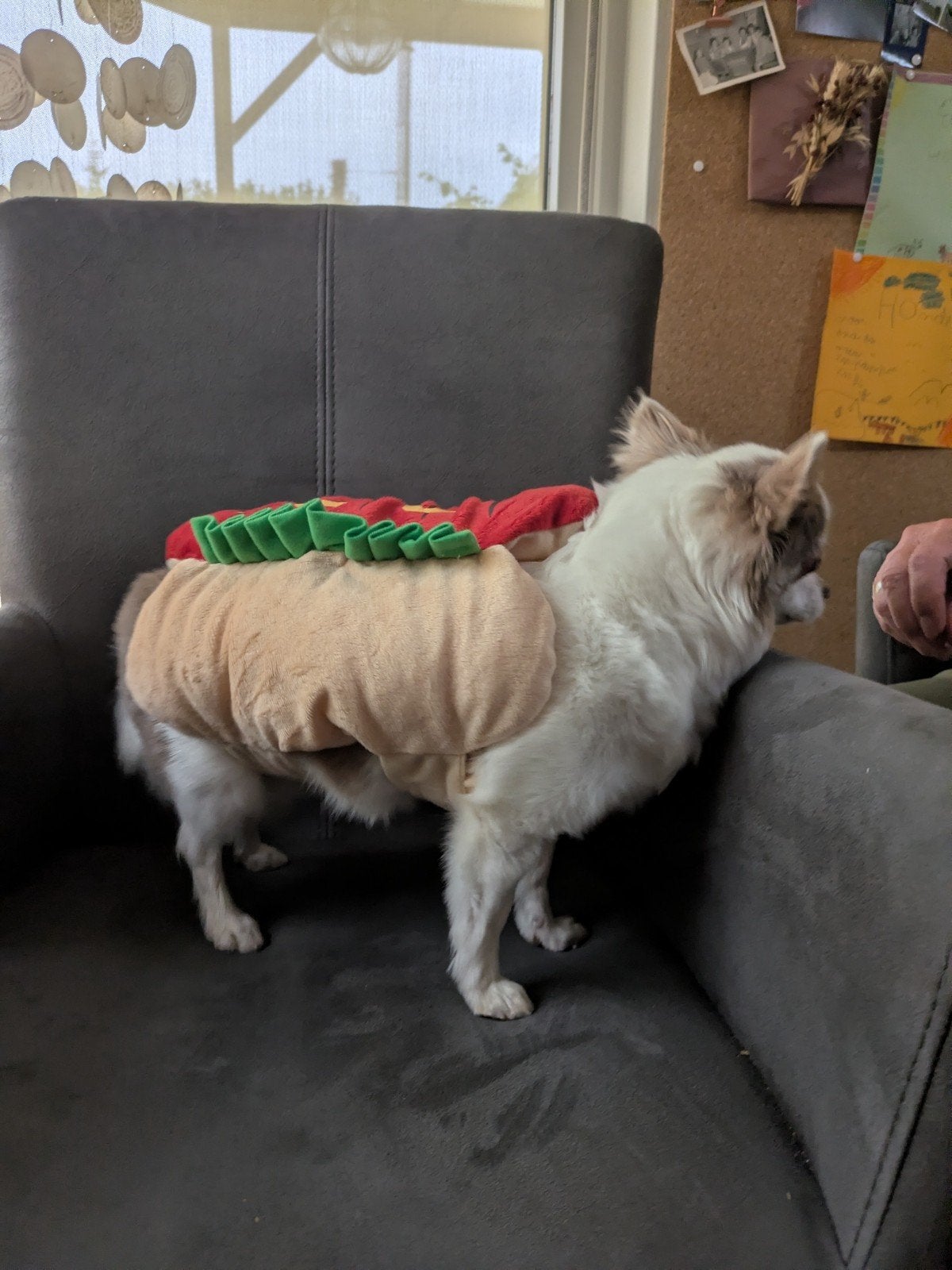 Hondenkleding kleine hond, Ophalen of Verzenden, Zo goed als nieuw