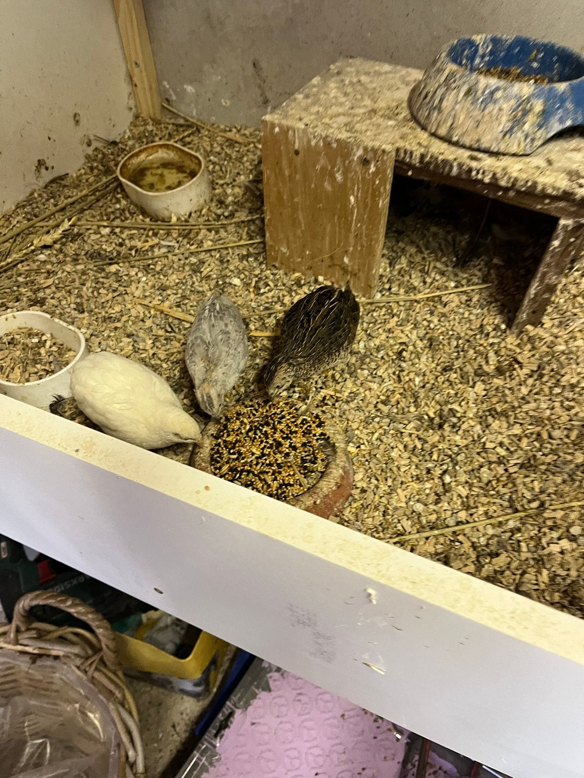 Chinese dwerkwartel, Meerdere dieren, Tropenvogel