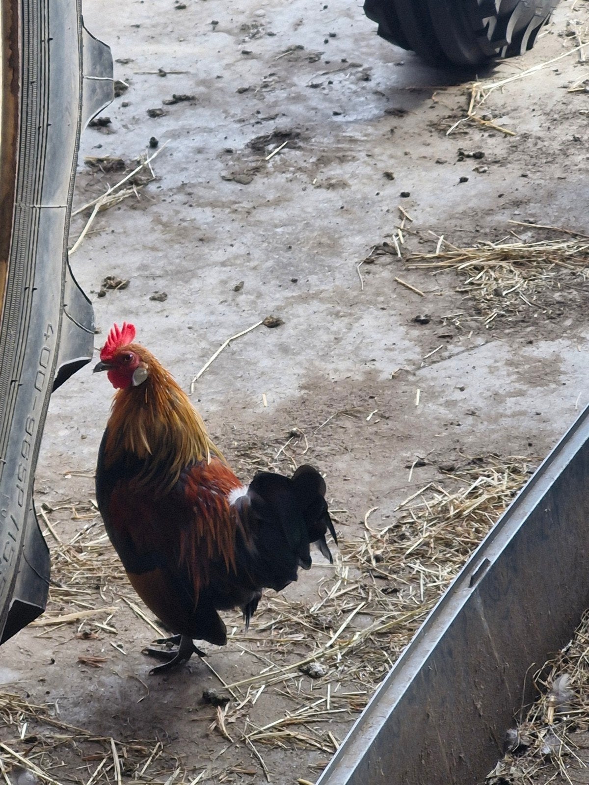hollandse kriel, Dieren en Toebehoren, Pluimvee, Meerdere dieren, Kip