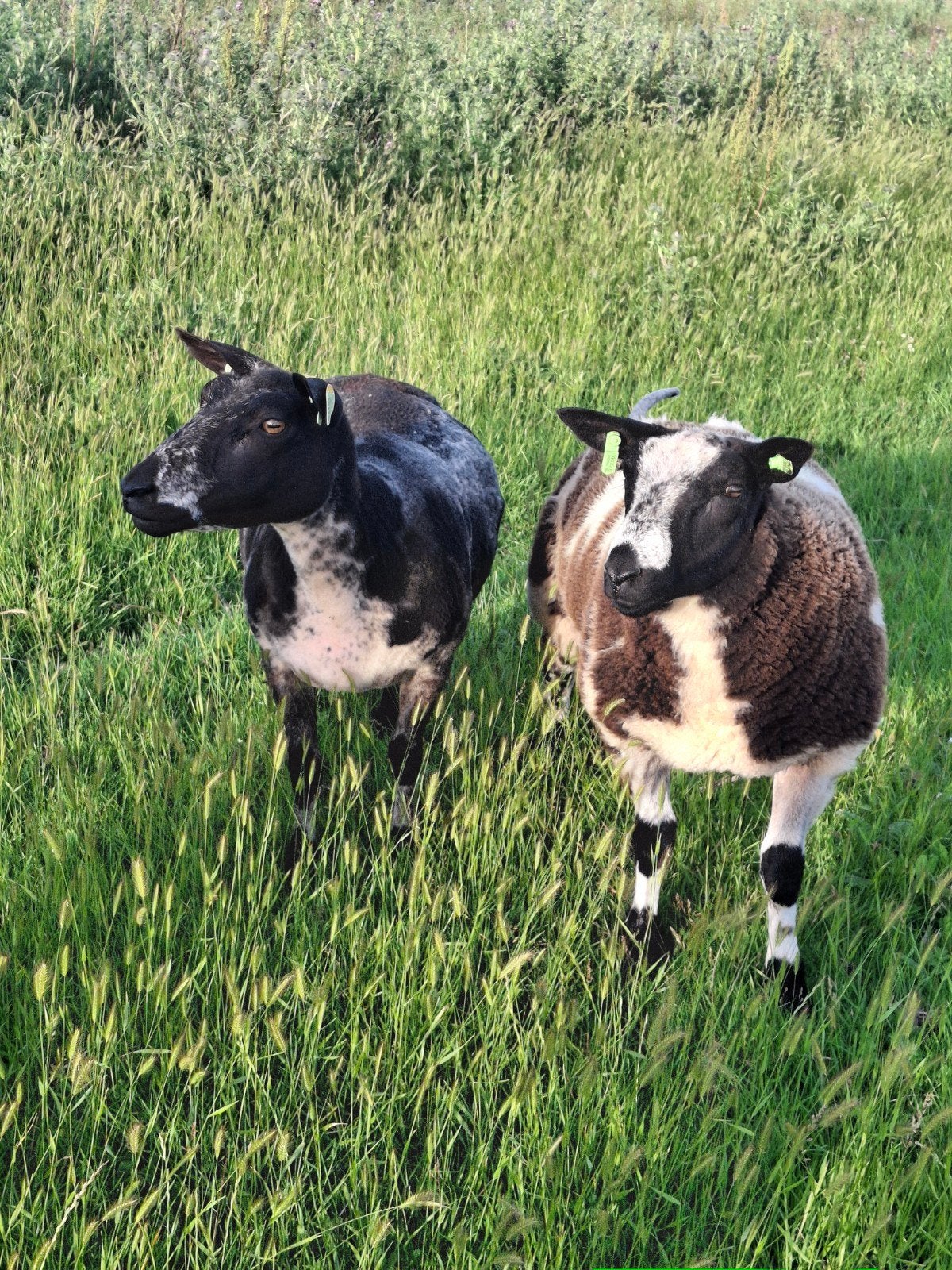 Bonte dekrammen, Dieren en Toebehoren, Meerdere dieren, Schaap