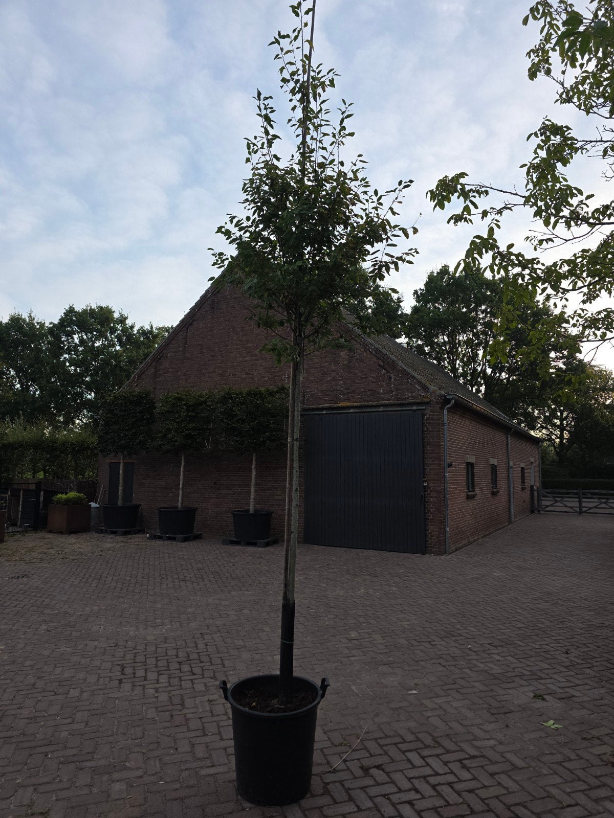 krentenboom, Tuin en Terras, Minder dan 100 cm, Volle zon, In pot, Overige soorten