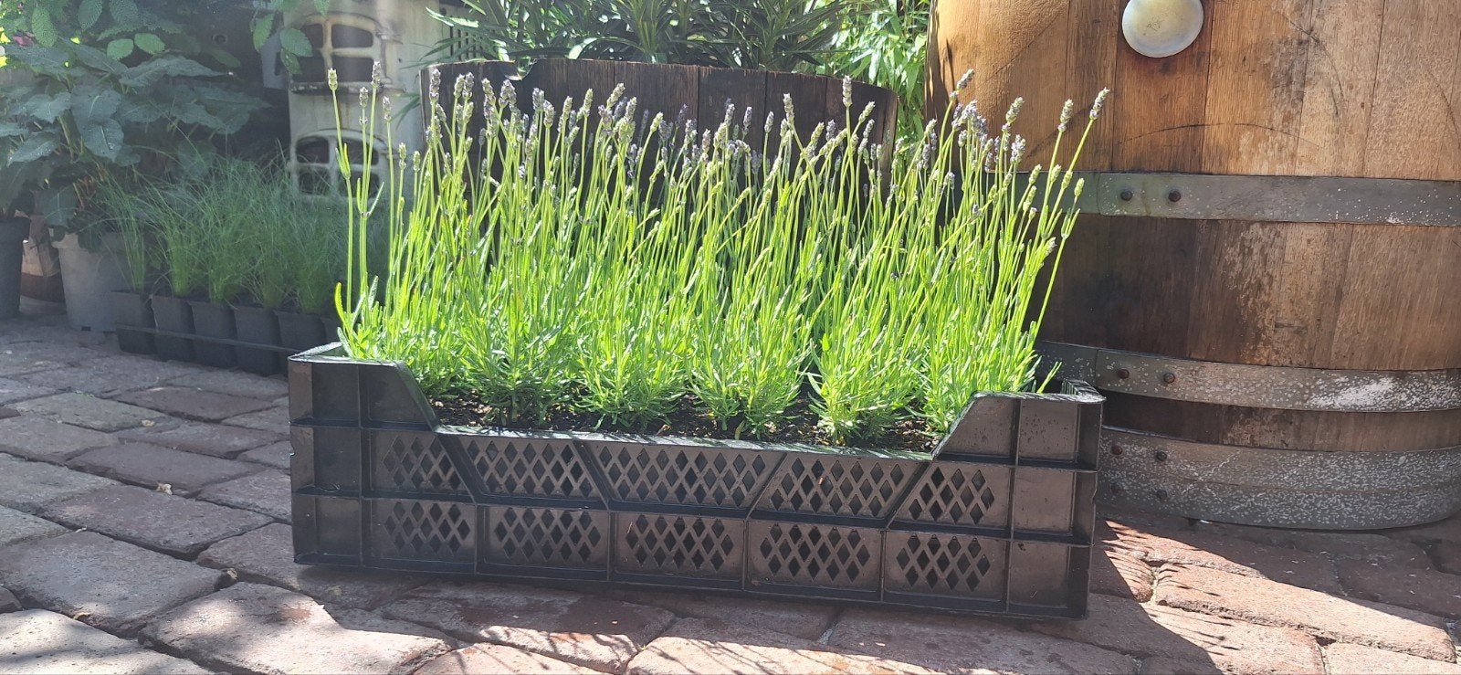 Lavendel hidcote 1,25, Kunststof, Minder dan 30 cm, Rond, Nieuw