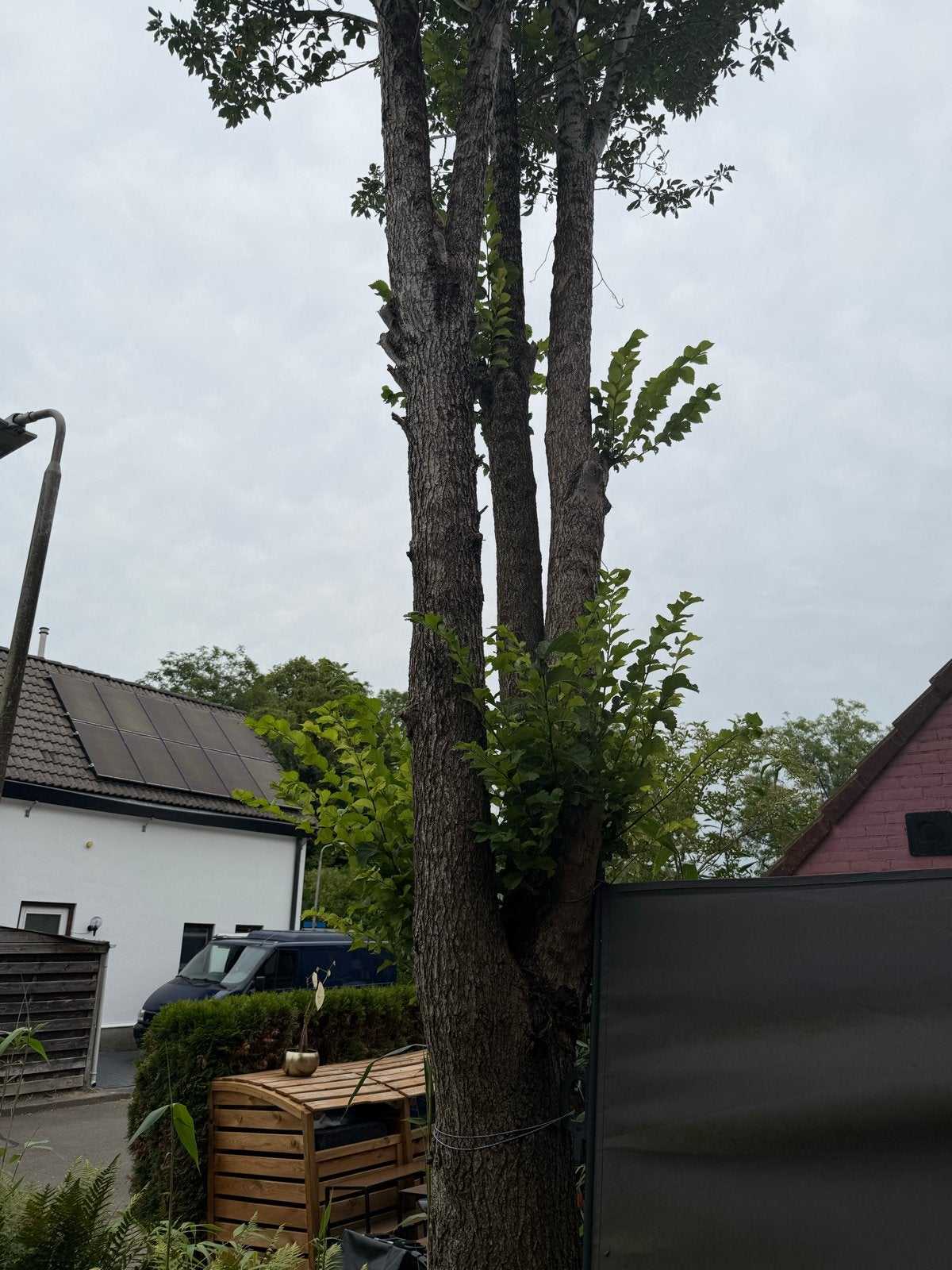 Hoge boom met meerdere stammen, Bloeit niet, Overige soorten, 400 cm of meer, Ophalen