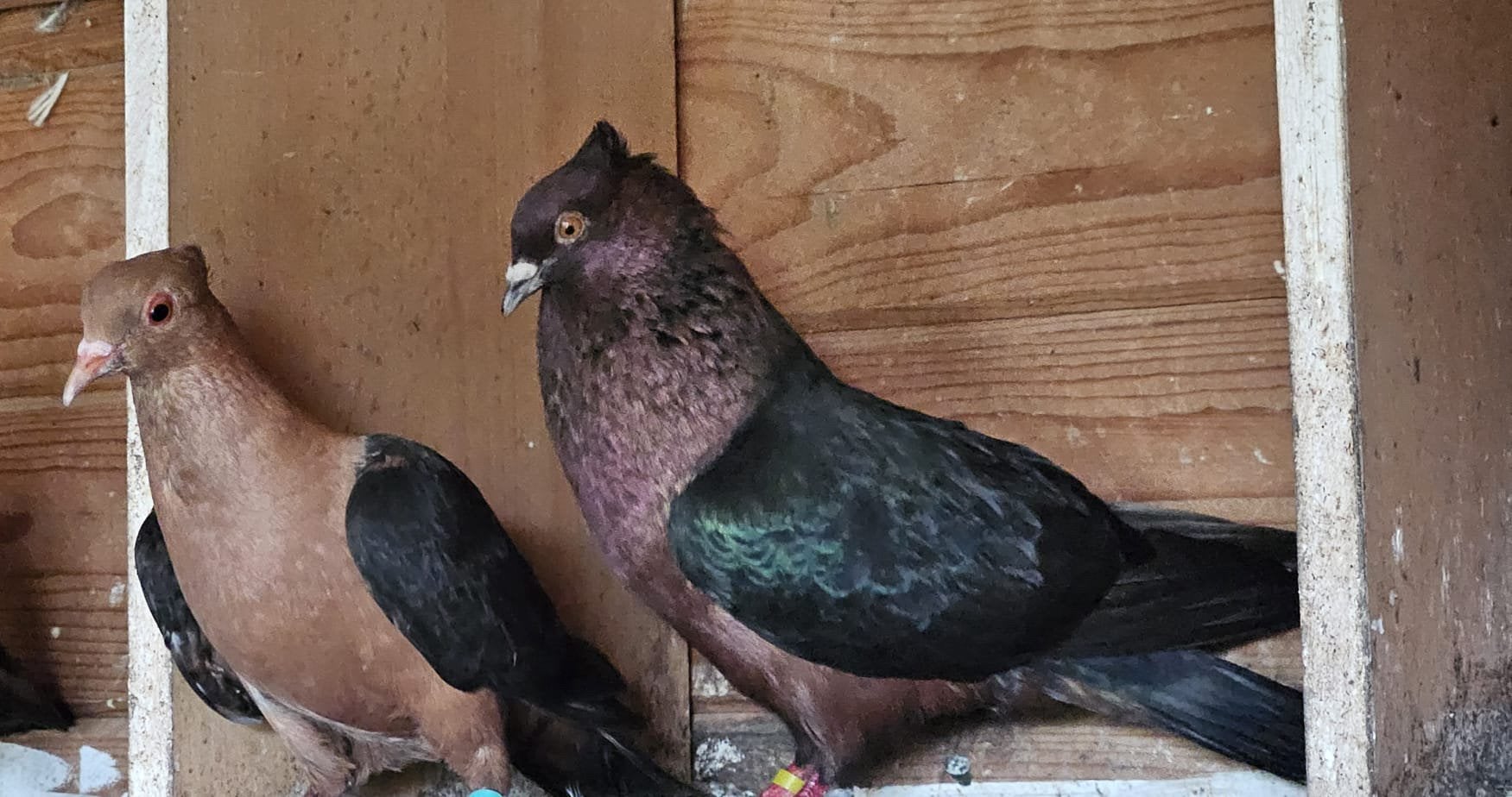 Vinkduiven, Meerdere dieren