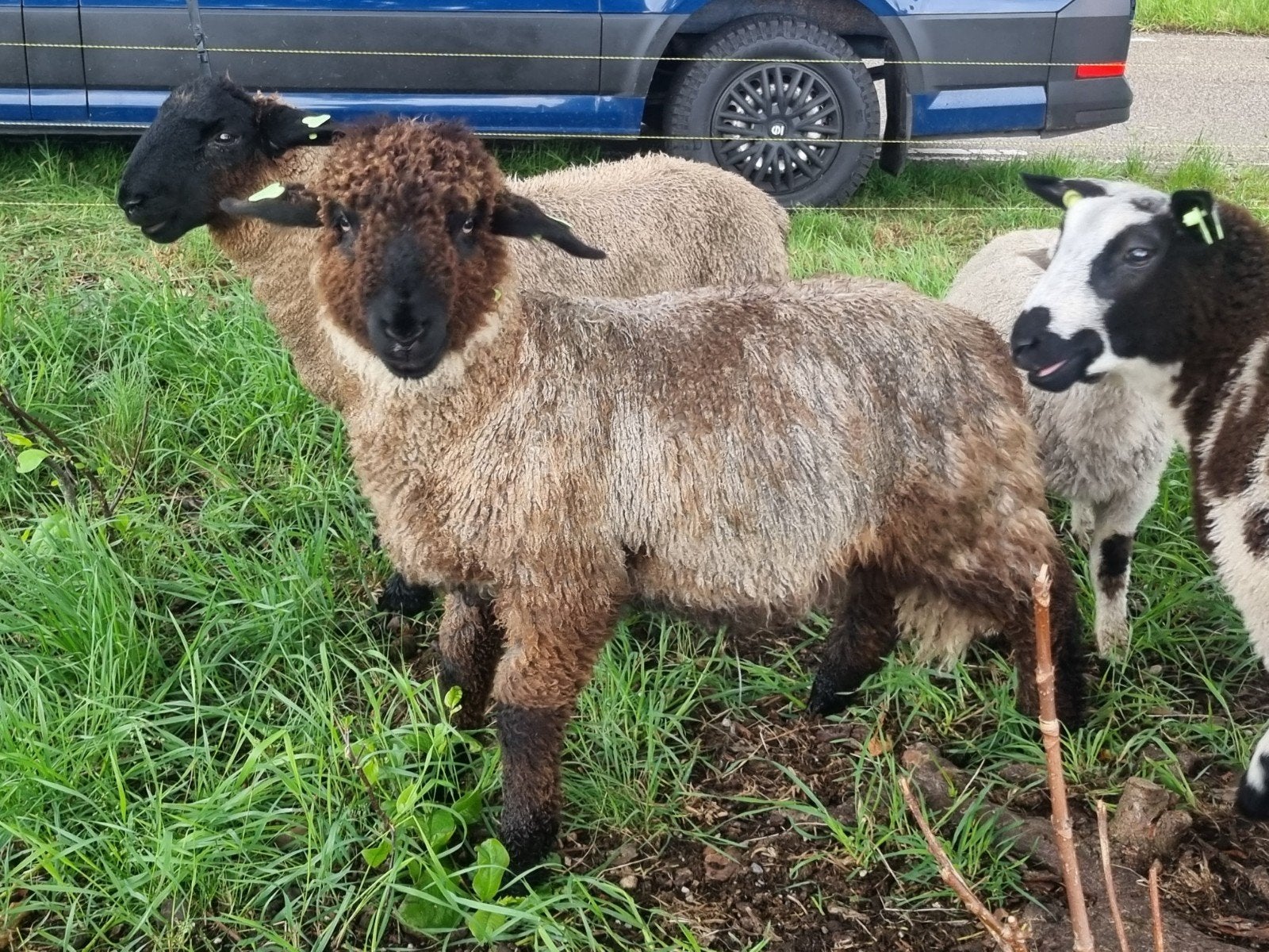 Suffolk x wallische ram