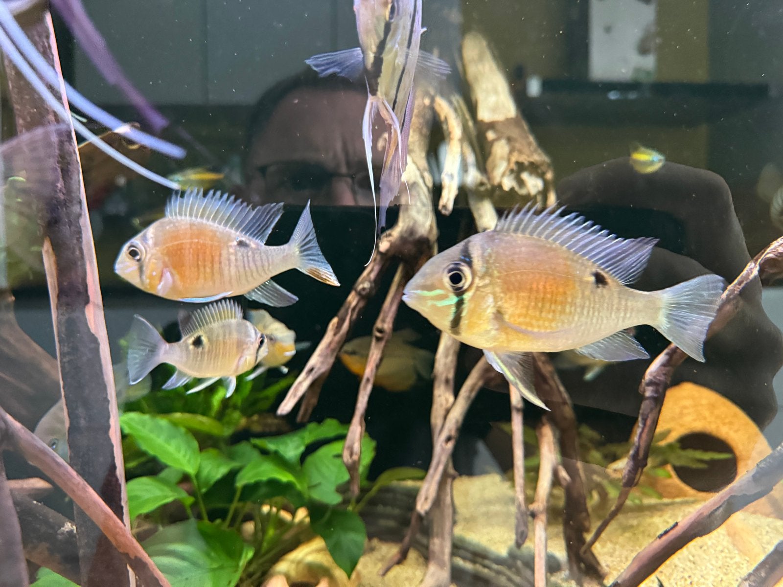 Biotodoma cupido cichlide, Vis
