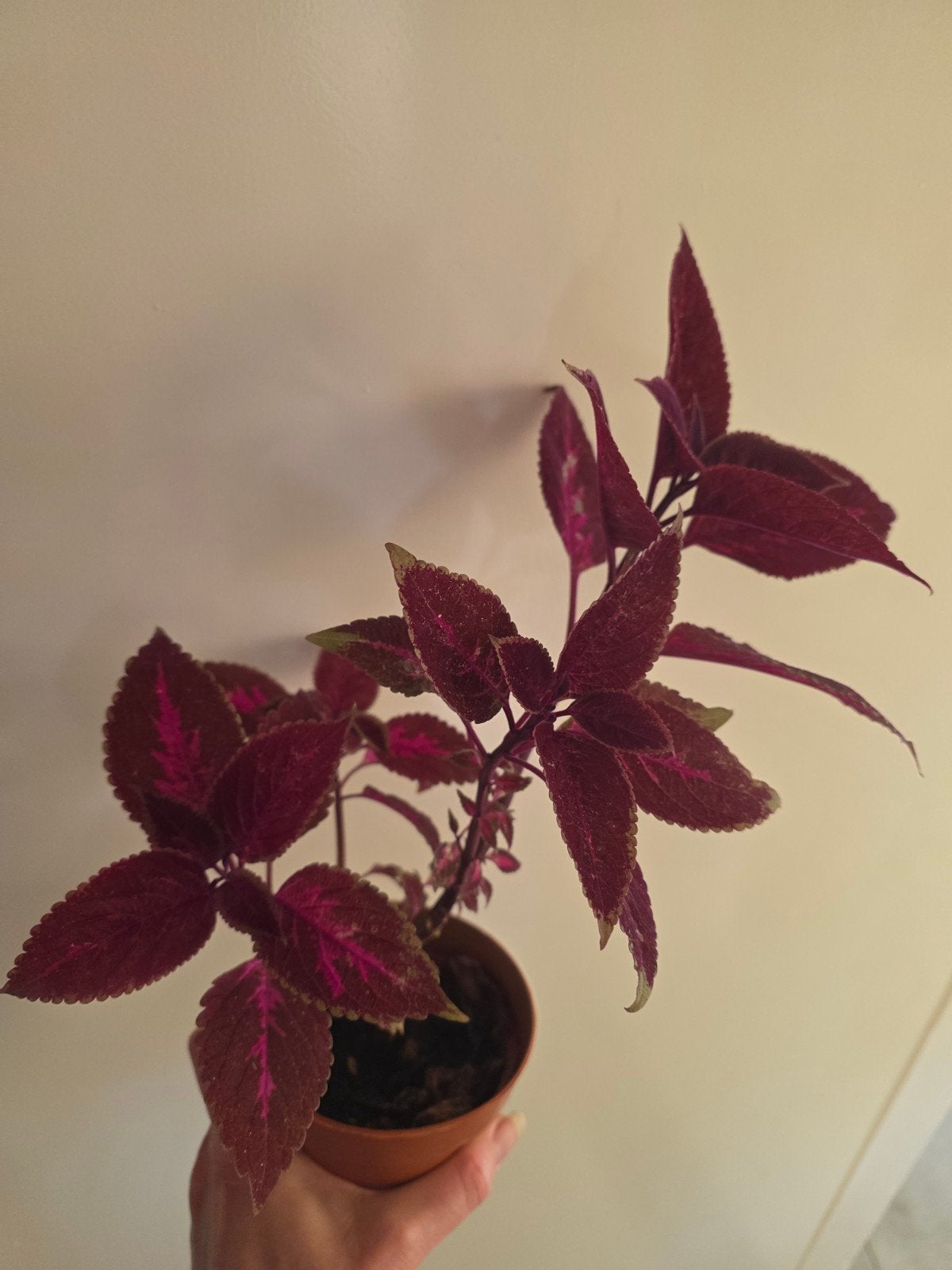 Mooie paarse plant in pot, Ophalen
